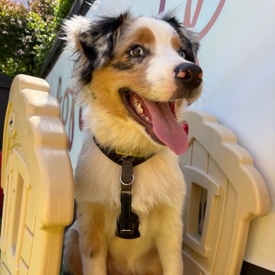 A mini Aussie puppy at the playhouse door at puppy playcare