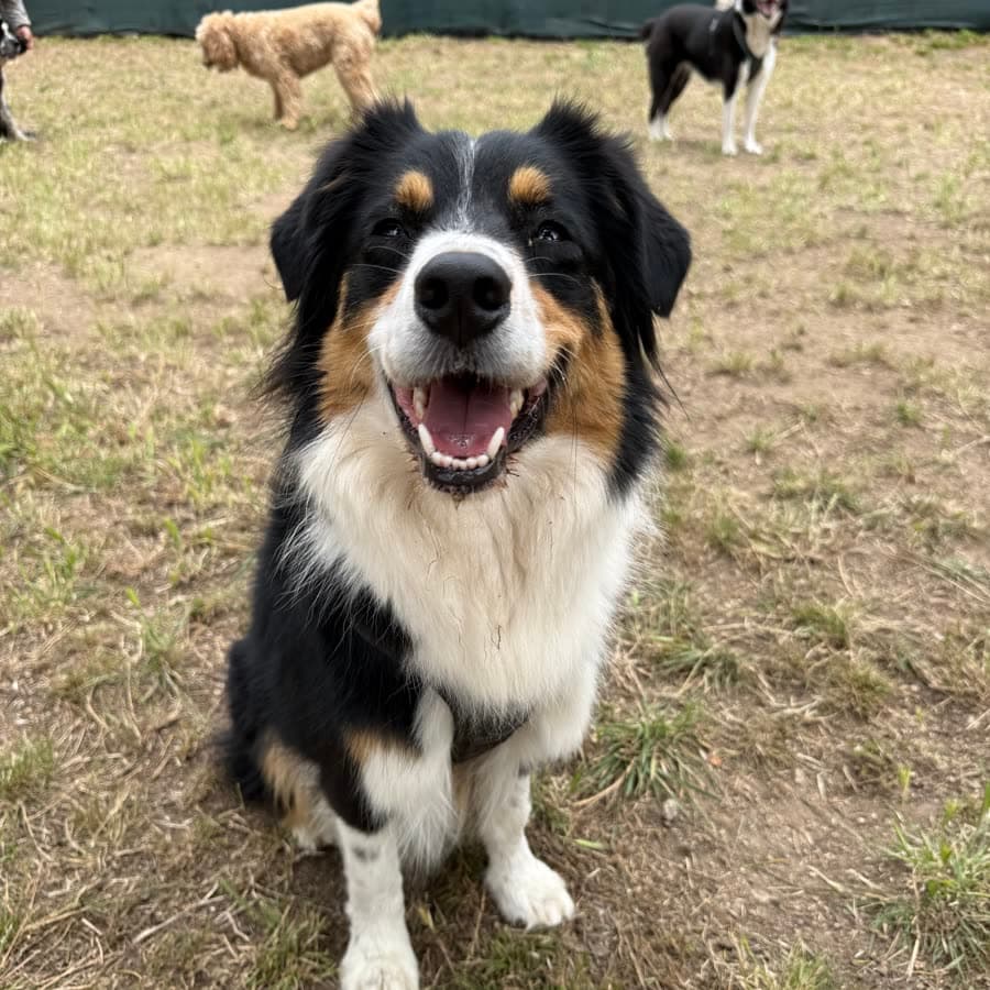 An Australian shepherd smiling for the camera at the ranch