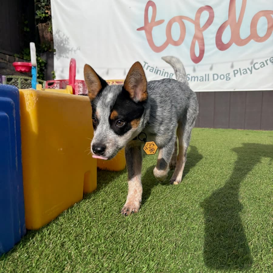 A cattle dog puppy trotting across the turf, Top Dog banner behind