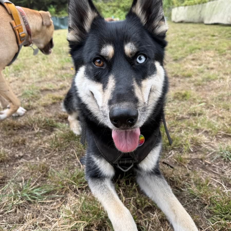 A husky mix with one blue eye taking a breather at the Top Dog ranch