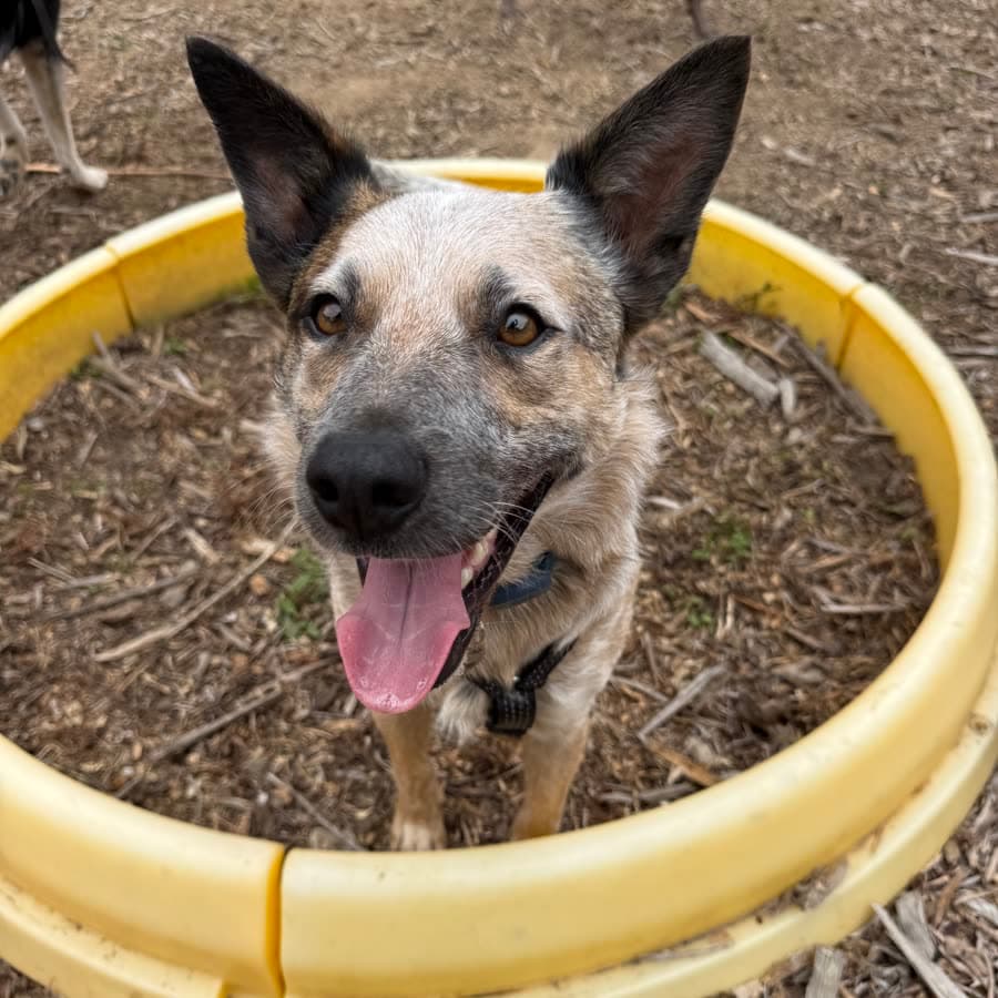 A cattle dog sitting in the agility ring, tongue out