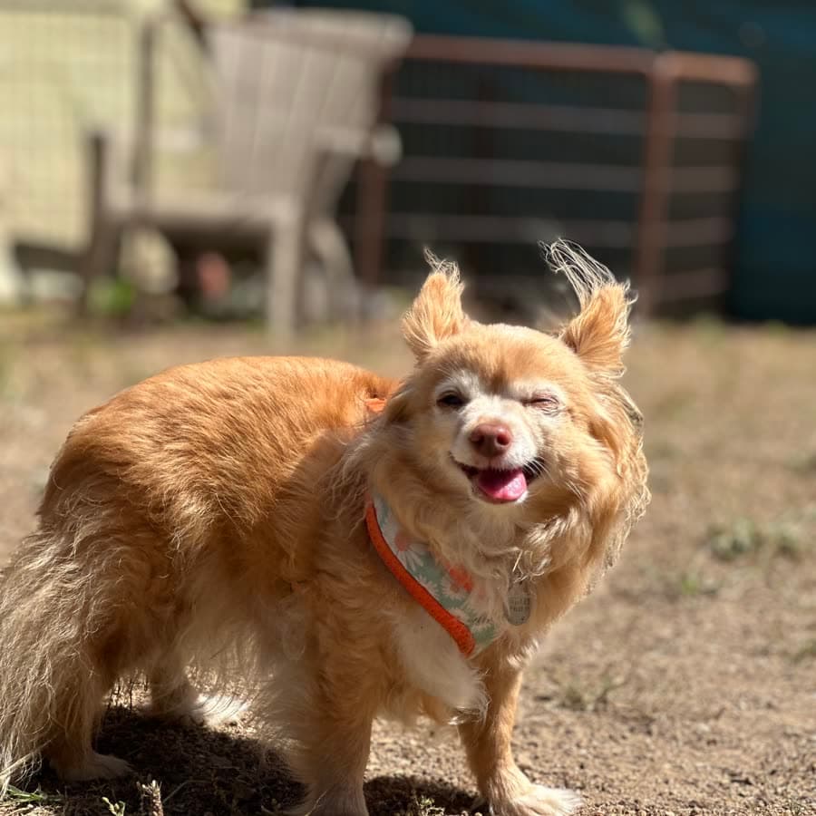 A senior pom mix squinting happily in the sunshine