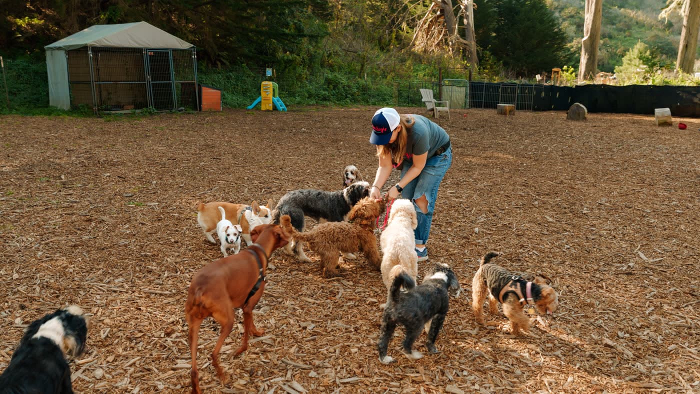 A Top Dog SF walker hand-feeding her pack of small dogs at golden hour