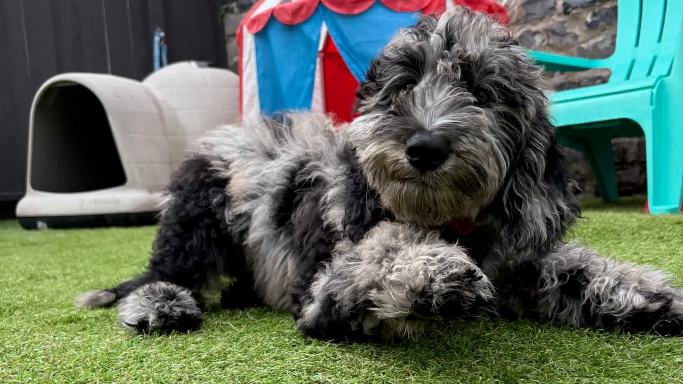 A fluffy merle doodle puppy lying on the turf at Top Dog SF's puppy playcare
