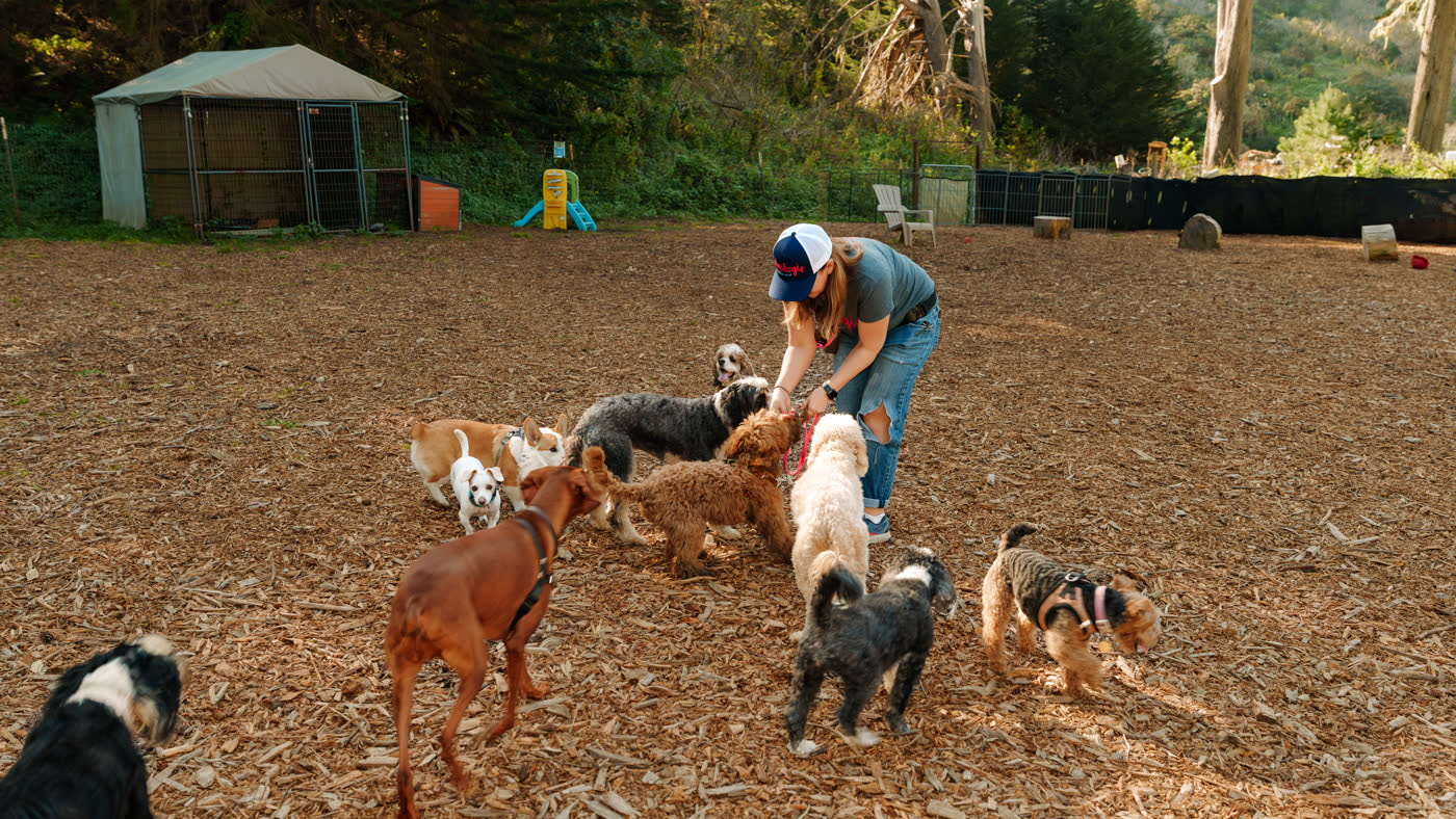 A Top Dog SF walker hand-feeding her pack of small dogs at golden hour