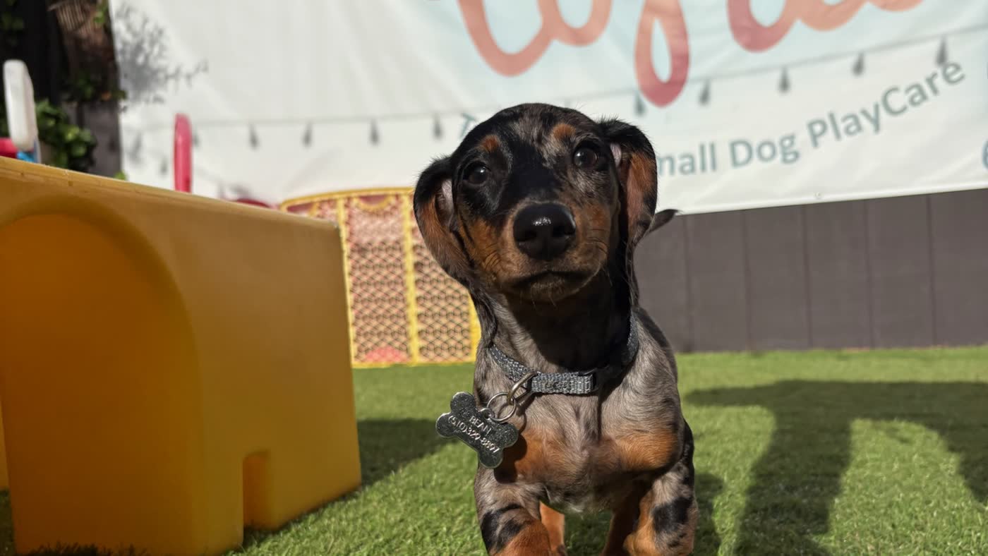 A dapple dachshund puppy trotting toward the camera at Top Dog SF's small-dog playcare