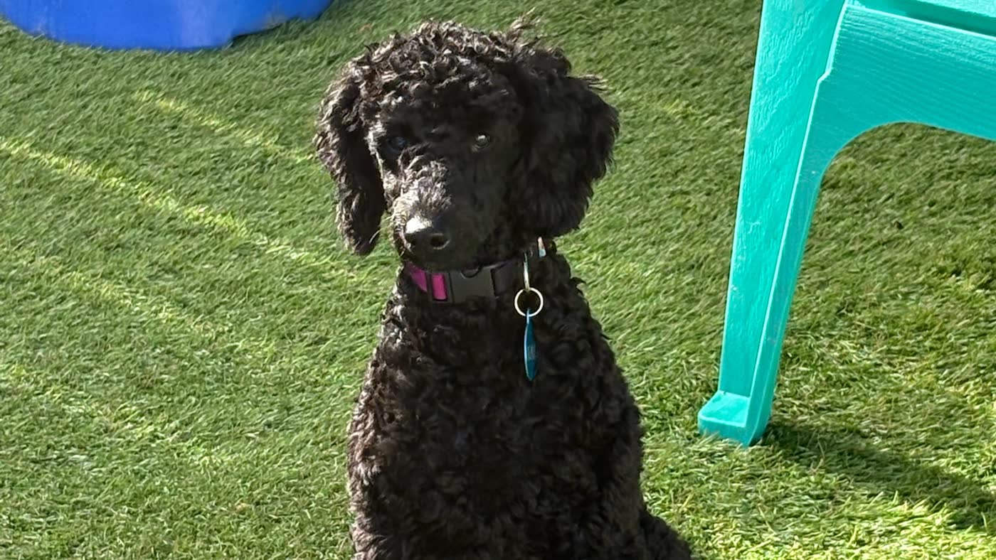 A fluffy black poodle puppy holding a sit on the turf at Top Dog SF's puppy playcare