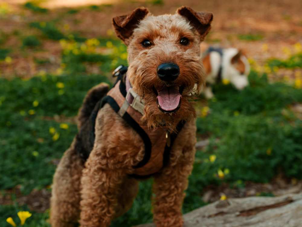 A happy Airedale terrier smiling at the camera on a Top Dog SF adventure outing