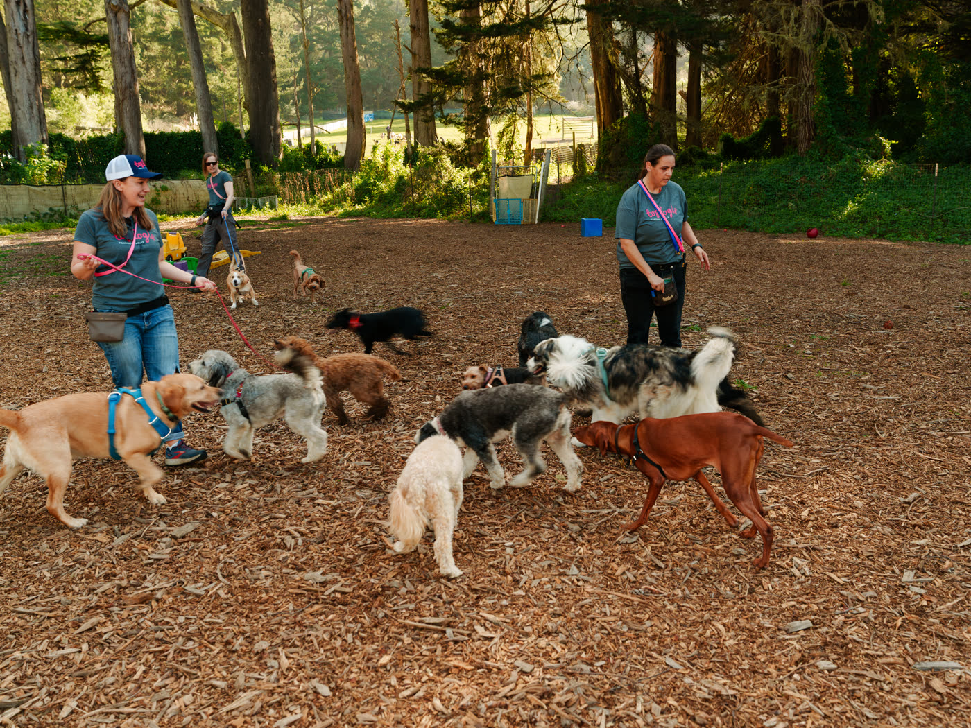 Top Dog SF walkers working a pack of dogs on an adventure outing