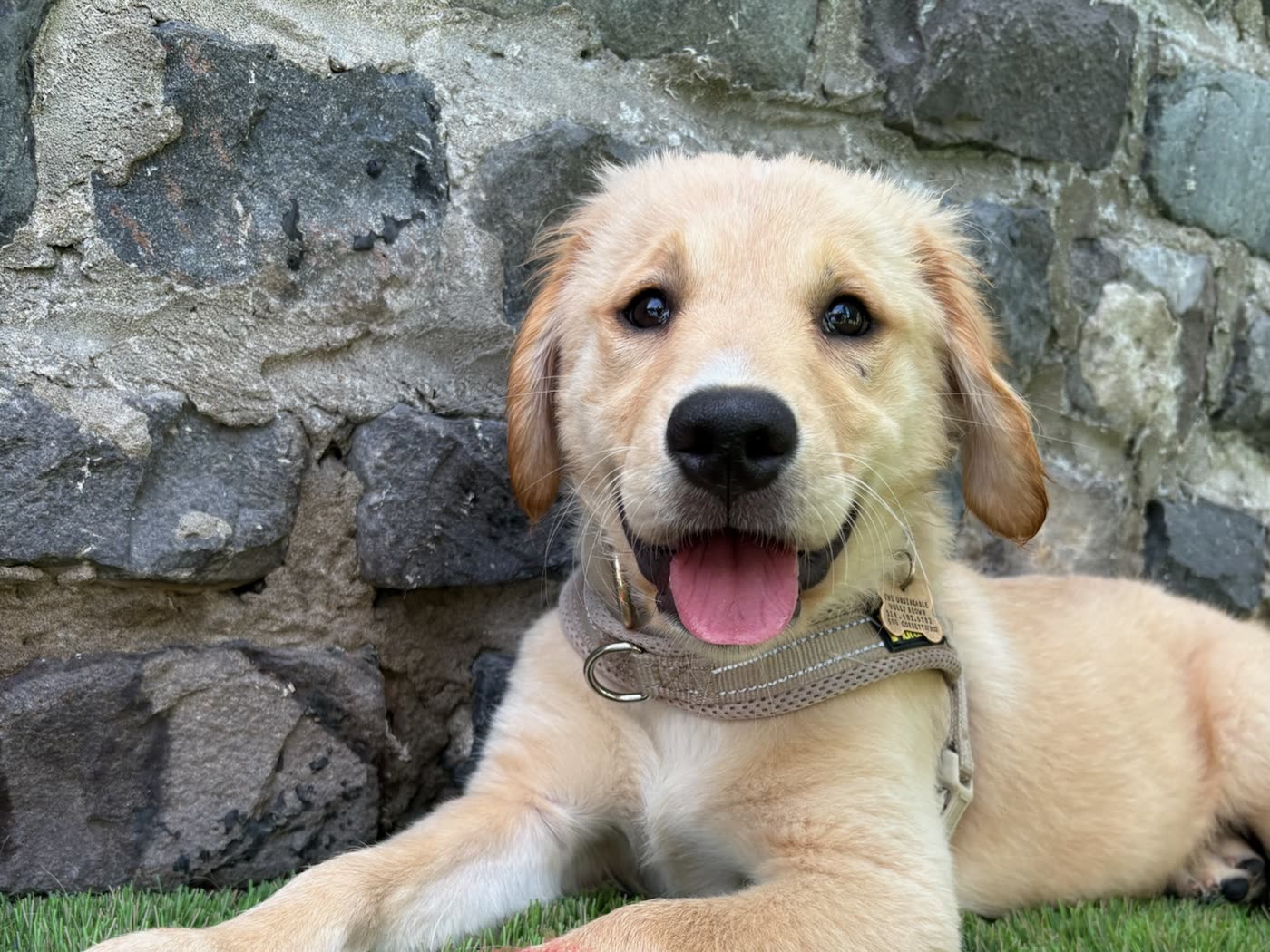 A golden retriever puppy lying against the stone wall at Top Dog SF's puppy school
