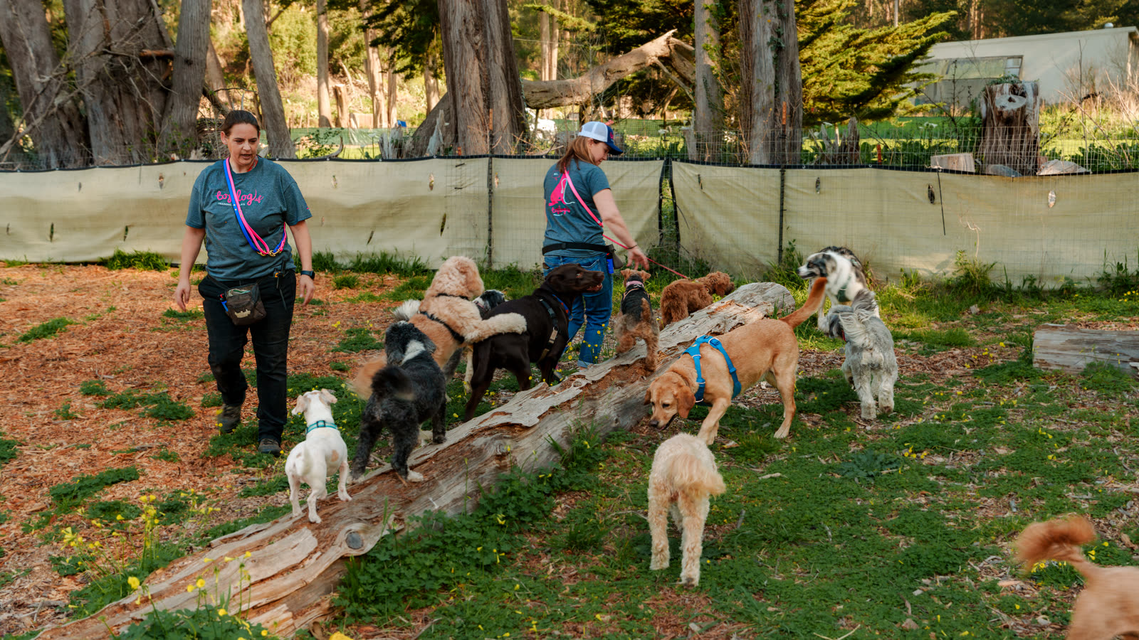 Two Top Dog SF walkers leading dogs across the log bridge at the adventure campsite